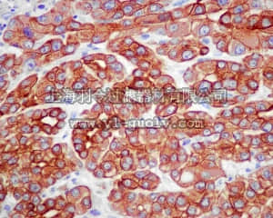 merck millipore,默克密理博,MABC137,Anti-ATG5 Antibody, clone EPR1755(2), rabbit monoclonal