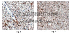 merck millipore,默克密理博,MABC140,Anti-ARC Antibody, clone 6F9.1