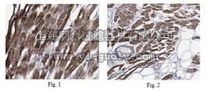 merck millipore,默克密理博,MABC148,Anti-Casper/c-FLIP Antibody, clone 17B12.1