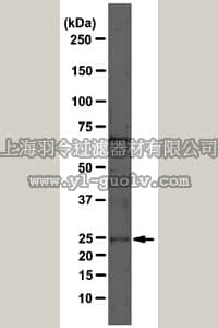 merck millipore,默克密理博,MABC14,Anti-VHL Antibody, clone 11E12
