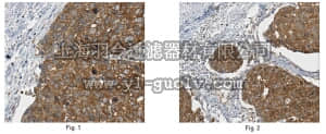 merck millipore,默克密理博,MABC151,Anti-Hyaluronan synthase 2 Antibody, clone 2B11.1