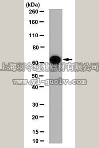 merck millipore,默克密理博,MABC153,Anti-CKAP4 Antibody, clone 9C4.4