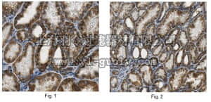 merck millipore,默克密理博,MABC156,Anti-EPB41L3 Antibody (DAL1), clone 12D12.1