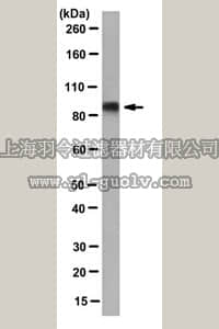 merck millipore,默克密理博,MABC159,Anti-RHAMM Antibody, clone 4F5.2