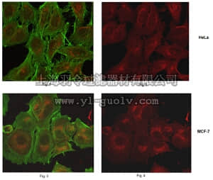 merck millipore,默克密理博,MABC164,Anti-Arl1 Antibody, clone 11A12.1