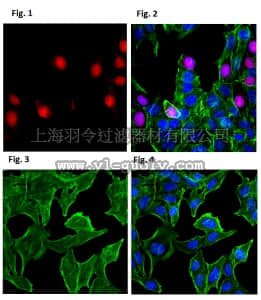 merck millipore,默克密理博,MABC166,Anti-Angiogenin Antibody, clone 26–2F (Azide Free)