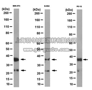 merck millipore,默克密理博,MABC172,Anti-CRK Antibody, clone 7A6.1