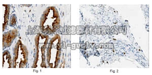 merck millipore,默克密理博,MABC173,Anti-Rab27B, clone 6C10.1 Antibody