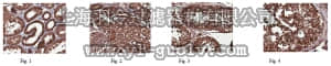 merck millipore,默克密理博,MABC174,Anti-Smac/Diablo Antibody, clone 3A9.1