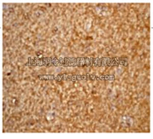 merck millipore,默克密理博,MABC177,Anti-LC3A (NT) Antibody, clone EP1528Y, rabbit monoclonal