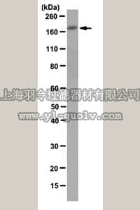 merck millipore,默克密理博,MABC178,Anti-P-Rex1 Antibody, clone 6F12