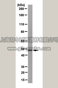 merck millipore,默克密理博,MABC183,Anti-Isocitrate Dehydrogenase 2 (IDH2) Antibody, clone RMab-22