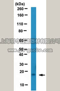 merck millipore,默克密理博,MABC184,Anti-SDF-1 Antibody, clone K15C, Azide free