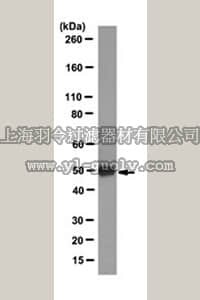 merck millipore,默克密理博,MABC187,Anti-Isocitrate Dehydrogenase 1 (IDH1)-R132S Antibody, clone SMab-1