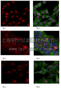 merck millipore,默克密理博,MABC189,Anti-PIDD Antibody, clone 1511.1