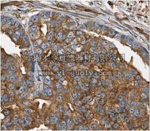 merck millipore,默克密理博,MABC192,Anti-Caspase 10 Antibody, clone 16C5.1