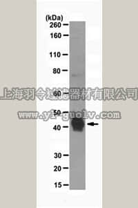 merck millipore,默克密理博,MABC196,Anti-Chitinase-3-like protein 1 (YKL-40) Antibody, clone mAY