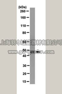 merck millipore,默克密理博,MABC197,Anti-Isocitrate Dehydrogenase 1 - IDH1 Antibody, clone RMab-3