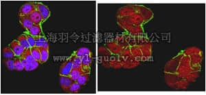 merck millipore,默克密理博,MABC199,Anti-BRCA1 Antibody, clone MS110