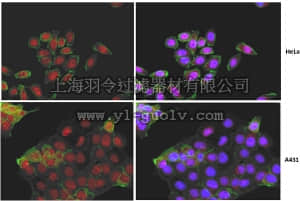 merck millipore,默克密理博,MABC203,Anti-Yes-associated protein (YAP1) Antibody, clone 4D11.1