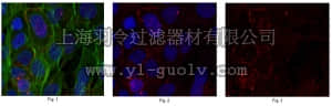 merck millipore,默克密理博,MABC208,Anti-ELMO3 Antibody, clone 3C12.1