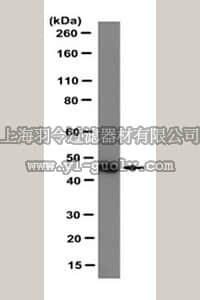 merck millipore,默克密理博,MABC260,Anti-TRAF1 Antibody, clone 1F3