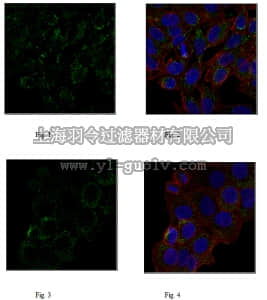 merck millipore,默克密理博,MABC272,Anti-Annexin VI Antibody, clone 4B11.1