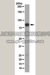 merck millipore,默克密理博,MABC276,Anti-BAG3 Antibody, clone AC-2