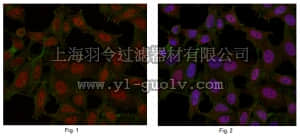 merck millipore,默克密理博,MABC280,Anti-CDK6 Antibody, clone 1F9.1