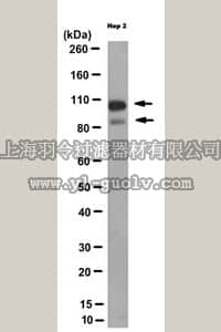 merck millipore,默克密理博,MABC281,Anti-OTUD7B Antibody, clone 90-46-126