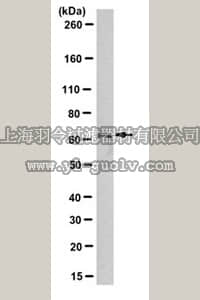 merck millipore,默克密理博,MABC282,Anti-BAG3 Antibody, clone AC-1