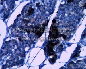 merck millipore,默克密理博,MABC28,Anti-RIP3 Antibody, clone 6E6.2