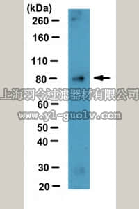 merck millipore,默克密理博,MABC295,Anti-Mitofusin-1 Antibody, clone N111/24