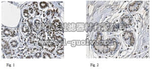 merck millipore,默克密理博,MABC302,Anti-RARB Antibody, clone 11E8.1