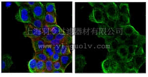 merck millipore,默克密理博,MABC306,Anti-phospho-ULK1 (Ser638) Antibody, clone 6B3.2