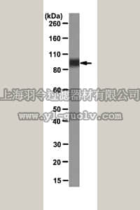 merck millipore,默克密理博,MABC39,Anti-LAMP-1 (CD107a) Antibody, clone 1D4B