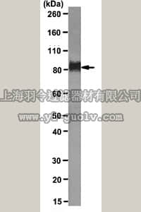 merck millipore,默克密理博,MABC40,Anti-LAMP-2 Antibody, clone ABL-93