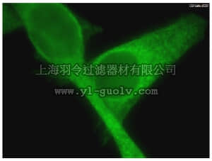 merck millipore,默克密理博,MABC41,Anti-BCAP31 Antibody, clone 3D11