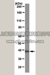 merck millipore,默克密理博,MABC43,Anti-Mcl-1 Antibody, clone RC13