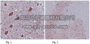 merck millipore,默克密理博,MABC46,Anti-Atg13 Antibody, clone 2H4.2