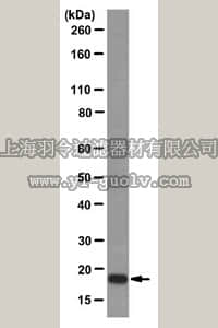 merck millipore,默克密理博,MABC48,Anti-Anterior gradient protein 2 homolog Antibody, clone 7A10