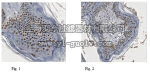 merck millipore,默克密理博,MABC521,Anti-XBP1s Antibody, clone 143F (active form)