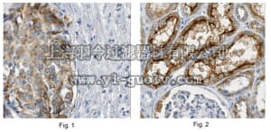 merck millipore,默克密理博,MABC522,Anti-MAP17 Antibody, clone 165C