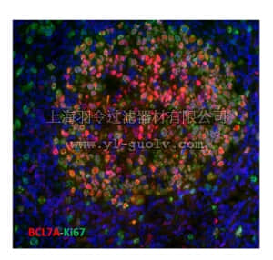 merck millipore,默克密理博,MABC523,Anti-BCL7A Antibody, clone 15C
