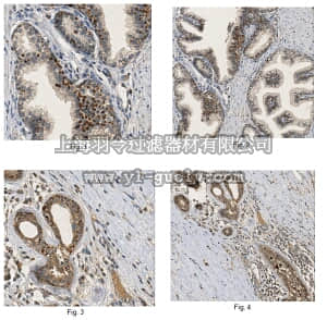 merck millipore,默克密理博,MABC539,Anti-SFRP2 Antibody, clone 80.8.6, azide free