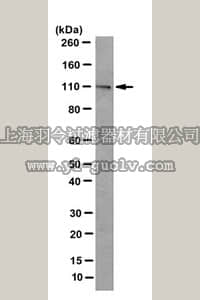 merck millipore,默克密理博,MABC544,Anti-PLK-4 Antibody, clone 6H5