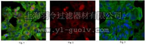 merck millipore,默克密理博,MABC546,Anti-TXNDC5 Antibody, clone 2E7/7