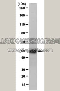 merck millipore,默克密理博,MABC555,Anti-Caspase 12 Antibody, clone 14F7