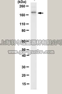 merck millipore,默克密理博,MABC557,Anti-FANCA Antibody, clone 5G9