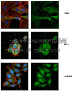 merck millipore,默克密理博,MABC570,Anti-Sec8 Antibody/Exoc4, clone 2E12